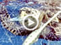Millions of Turtles Killed From Bycatch | BahVideo.com