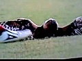 Soccer Player Kicks Injured Owl | BahVideo.com