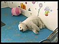 Raw Video Polar Bears Survive By Hand Rearing | BahVideo.com