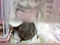 老鼠120 | BahVideo.com