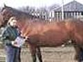 Is Your Horse Too Fat or Too Thin Find Out  | BahVideo.com