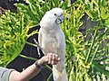 A hawk attacke a cockatoo at a bird show | BahVideo.com