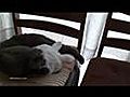 Crazy cat | BahVideo.com