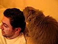 funny cat lick hair | BahVideo.com