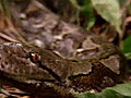 Dangerous Encounters - Snake Bite | BahVideo.com