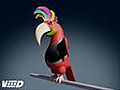 Parrot Funy | BahVideo.com