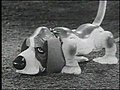 Gaylord the Pup | BahVideo.com