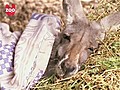 Kangaroo Goes To The Dentist | BahVideo.com