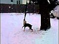pitbull on springpole | BahVideo.com