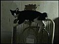 Keiths Cat | BahVideo.com