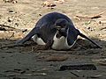 Emperor Penguin Shows Up On NZ Beach | BahVideo.com
