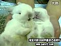 Super Meng Youku really making mad bunny  | BahVideo.com