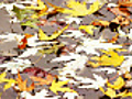 Color autumn leaves on the water  | BahVideo.com