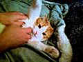 Cat loves being tickled  | BahVideo.com