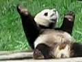 Baby Panda Busts a Move at Chinese Zoo | BahVideo.com