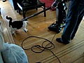 A los gatos les encantan las aspiradoras | BahVideo.com