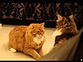 BonBon the Siberian Cat VS Katsu | BahVideo.com