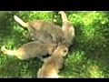 Mamma Cat Kittens and Friends Having a Picnic | BahVideo.com