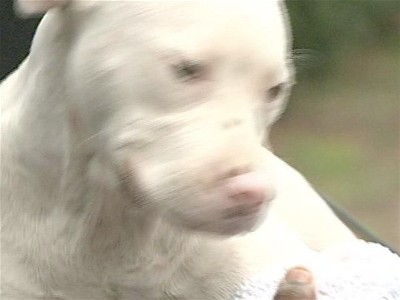Man Killed Dog Shot | BahVideo.com