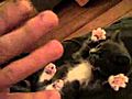 OMG Surprised Kitty Original  | BahVideo.com