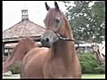 Dancing Chestnut Arab Stallion | BahVideo.com