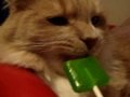 Cat Licks Sour Apple Lollipop | BahVideo.com
