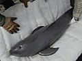 Raw Video Porpoise Rescued In Japan | BahVideo.com