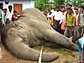 Elephant found dead at Assam tea estate | BahVideo.com