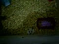 My hamster  | BahVideo.com