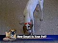 How Smart Is Your Pet  | BahVideo.com