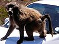 Baboon concern in NJ | BahVideo.com