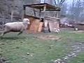 Hopping Sheep Plays Tag With Dog | BahVideo.com
