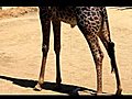 Giraffe peeing  | BahVideo.com