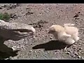 Cesur civciv kertenkeleye yem olmuyor | BahVideo.com