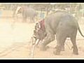 Elephant Angry | BahVideo.com