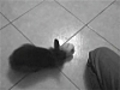 Boubou mon lapin joue avec sa balle | BahVideo.com