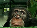Chimpanzee Quits Smoking | BahVideo.com