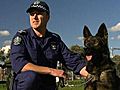 Police dog and handler assaulted | BahVideo.com