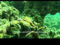Brown Clam Andaman | BahVideo.com