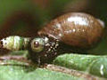 Zombie snail | BahVideo.com
