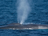 Searching For Blue Whales | BahVideo.com