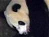 Panda born in Chinese preserve | BahVideo.com