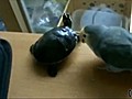 Une perruche pr te tout pour acc der ses graines  | BahVideo.com