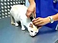 So schaltet man eine Katze aus | BahVideo.com