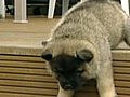Gl ckshunde aus Hessen | BahVideo.com
