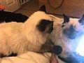 Pervy Ragdoll Cat | BahVideo.com