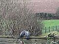 LOVING WOOD PIGEONS 3gp | BahVideo.com