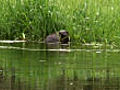 Brazen otters | BahVideo.com