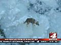 Dog rescued from chunk of ice on Baltic Sea | BahVideo.com