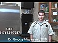 Calling or Visiting an Indianapolis Vet - What to Expect | BahVideo.com